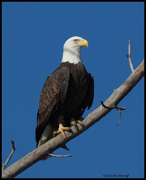 _2SB7204 bald eagle.jpg